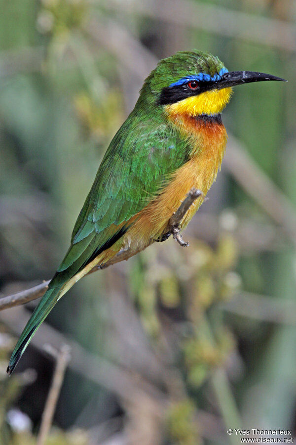 Little Bee-eater