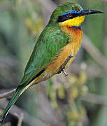 Little Bee-eater