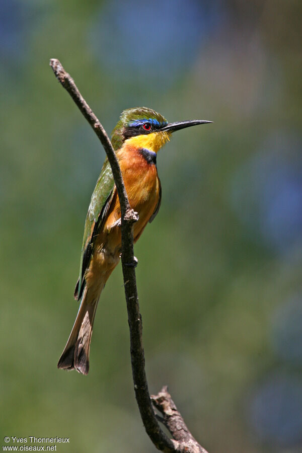 Little Bee-eater