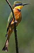 Little Bee-eater