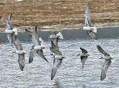 White-winged Tern