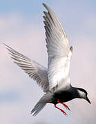 Whiskered Tern