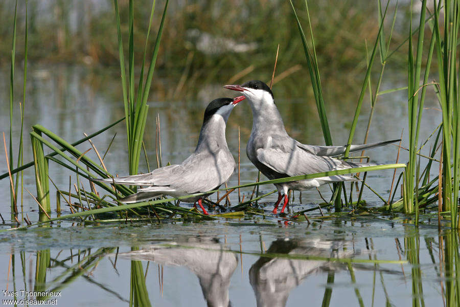 Whiskered Ternadult breeding, courting display, Behaviour