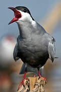 Whiskered Tern