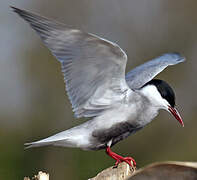 Whiskered Tern