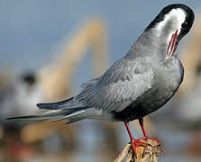 Whiskered Tern