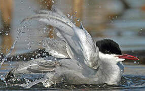 Whiskered Tern