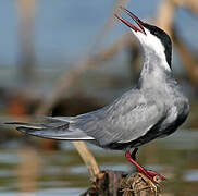 Whiskered Tern