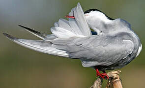 Whiskered Tern