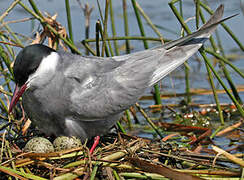 Whiskered Tern