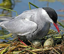 Whiskered Tern