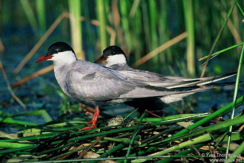 Whiskered Tern