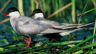 Whiskered Tern