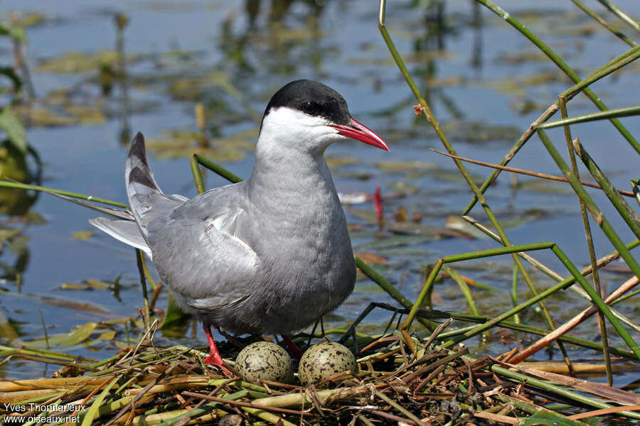 Whiskered Ternadult, Reproduction-nesting