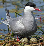 Whiskered Tern