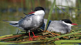 Whiskered Tern