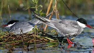 Whiskered Tern