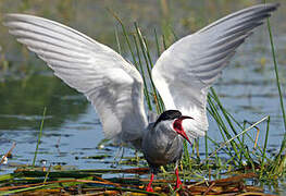 Whiskered Tern