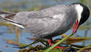 Whiskered Tern