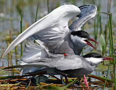 Whiskered Tern