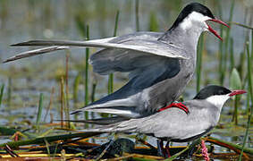 Whiskered Tern