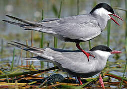 Whiskered Tern