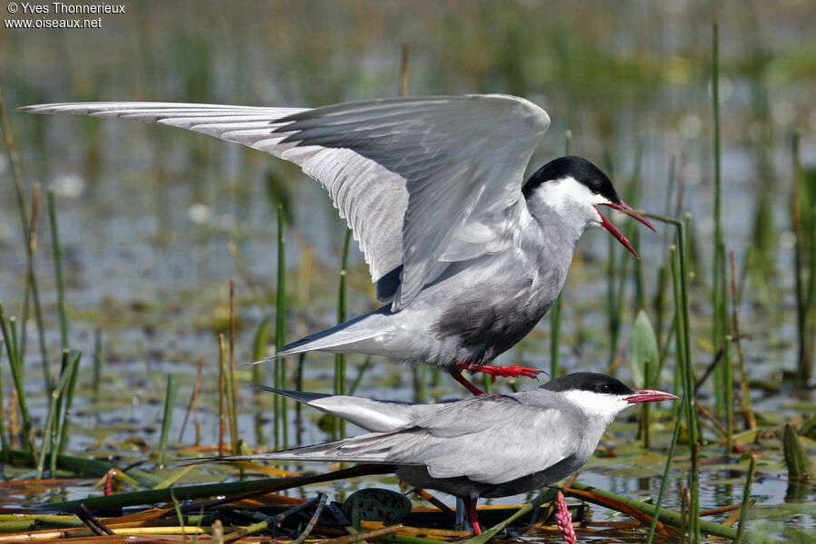 Whiskered Tern adult