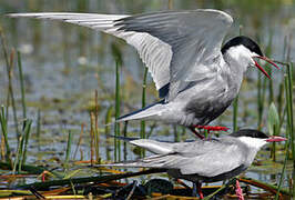 Whiskered Tern