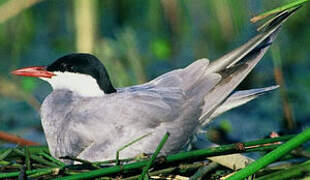 Whiskered Tern