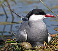 Whiskered Tern