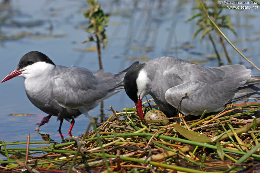 Whiskered Tern adult