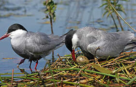 Whiskered Tern