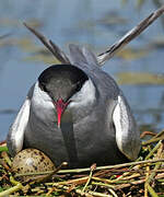 Whiskered Tern