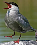 Whiskered Tern