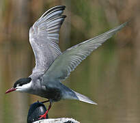 Whiskered Tern