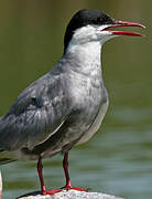 Whiskered Tern