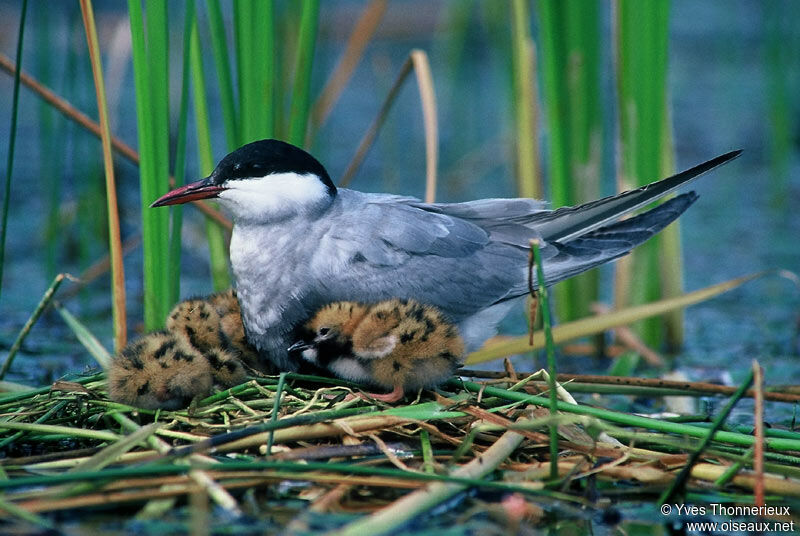 Whiskered Tern