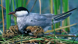 Whiskered Tern