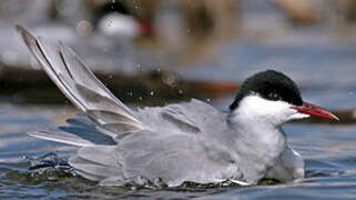 Whiskered Tern