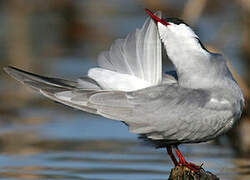 Whiskered Tern