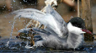 Whiskered Tern