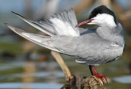 Whiskered Tern