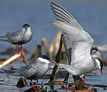 Whiskered Tern