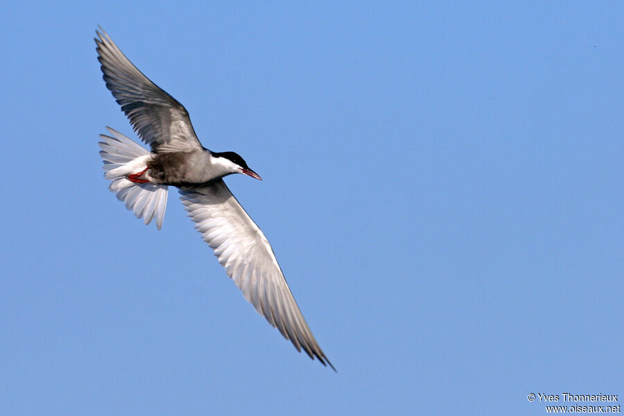 Whiskered Tern