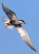 Whiskered Tern