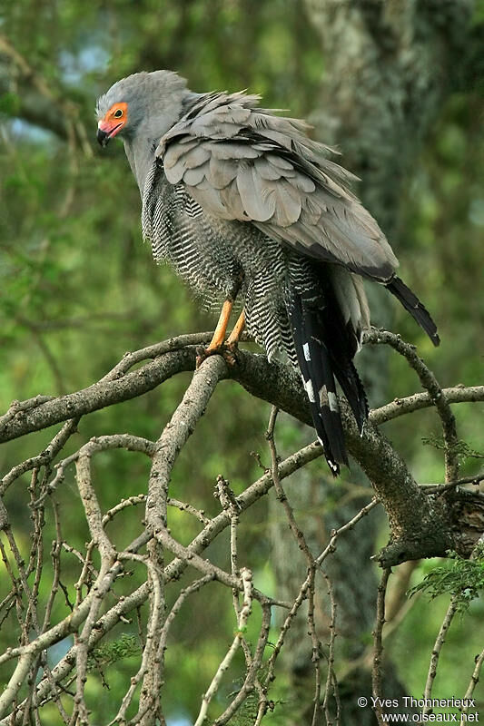 African Harrier-Hawk