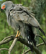 African Harrier-Hawk