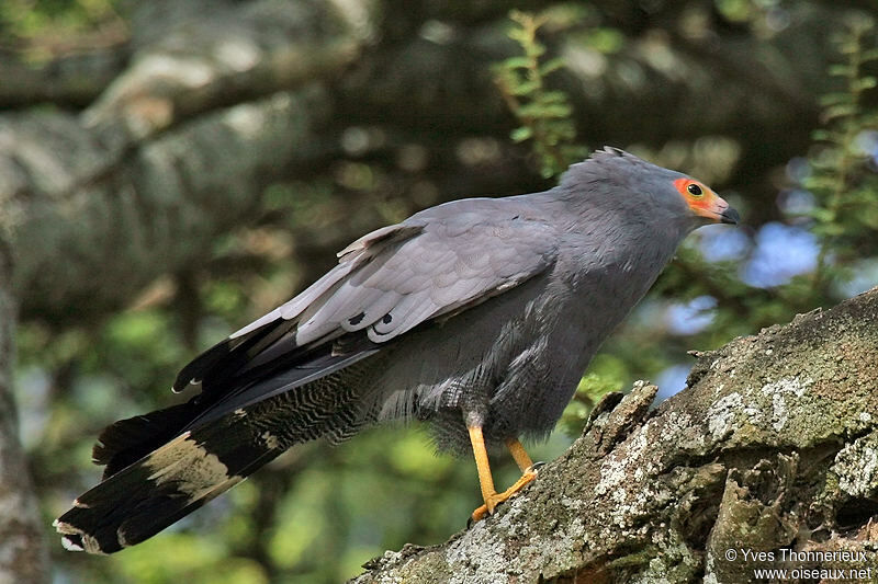 African Harrier-Hawk