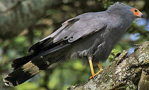 African Harrier-Hawk