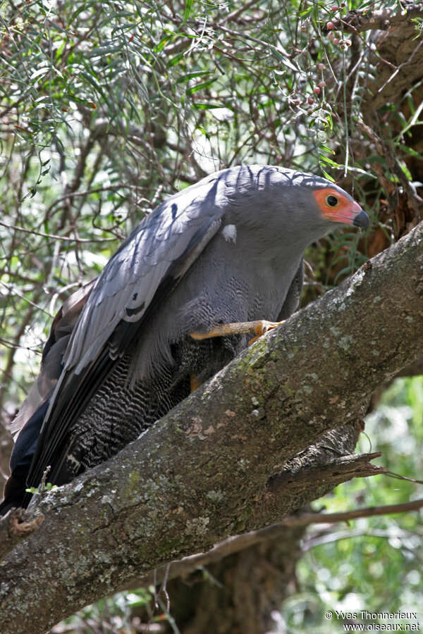 African Harrier-Hawkadult